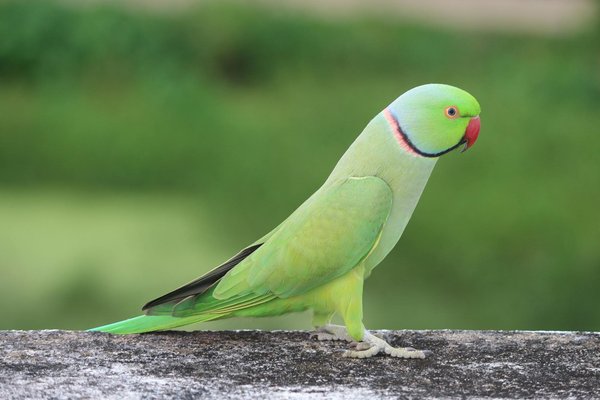 Gros plan sur l'assurance chien pour les races à risque