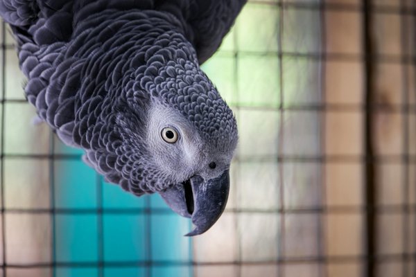Quelles méthodes naturelles peuvent aider à apaiser un chat de race Burmilla atteint d'anxiété?