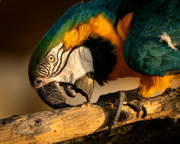 Assurance chien : Puis-je l'annuler à tout moment ?