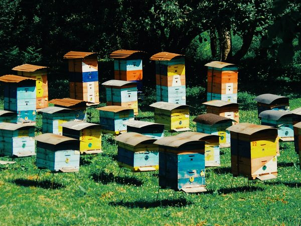 Fournisseurs d'équipements apicoles : qualité, choix et prix compétitifs