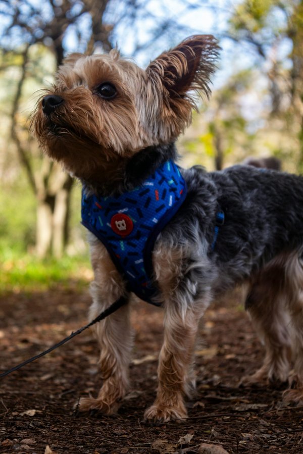 Avis sur les harnais curli : confort et qualité au rendez-vous